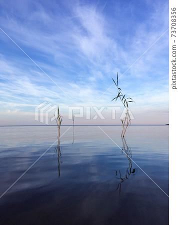 blue sky and water reflection with green plants blue sky and water reflection with green plants 73708356