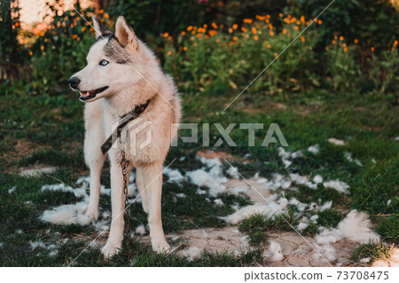 Husky sheds hair, combed and happy dog resting on the street. 73708475