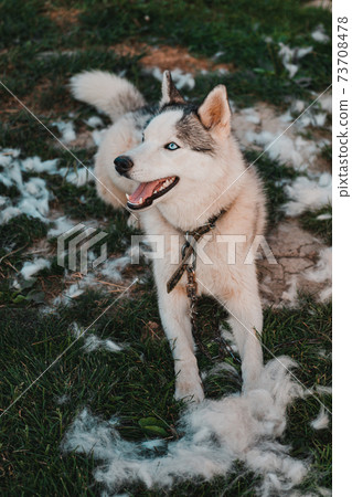 Husky and his fur, the annual shedding of the dog, the change of fur, the dog on the street. Husky and his fur, the annual shedding of the dog, the change of fur, the dog on the street. 73708478