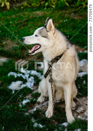A well-groomed husky sits on the grass, it's time to shed the hair of dogs, a lot of hair around. 73708479