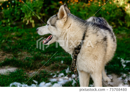 Dog shedding, combing and caring for the dog in the yard. 73708480