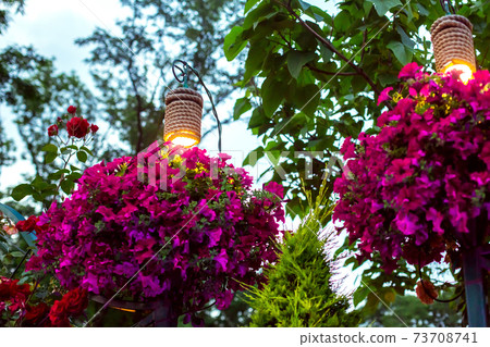 decorative lanterns for lighting hanging flowerpots with petunia flowers in the evening garden of evening backyard; a closeup of the night scene of landscape illumination; nobody. decorative lanterns for lighting hanging flowerpots with petunia flowers in the evening garden of evening backyard; a closeup of the night scene of landscape illumination; nobody. 73708741
