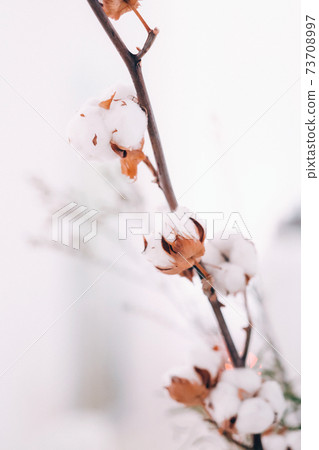 decoration with fluffy flowers on the table in winter style at the wedding 73708997
