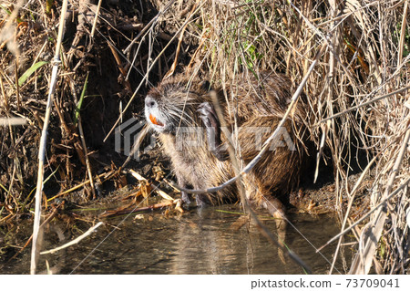 Nutria lurking in the burrow 73709041