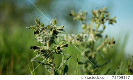 Monkswort flower plant flowering Nonea pulla canescens blossom bloom inflorescence dark purple, stepp meadow herbaceous herbanature reserve, vegetation Monkswort flower plant flowering Nonea pulla canescens blossom bloom inflorescence dark purple, stepp meadow herbaceous herbanature reserve, vegetation 73709327