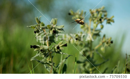 Monkswort flower plant flowering Nonea pulla canescens blossom bloom inflorescence dark purple, pollinates bee fly or dark-edged black-tailed bee-fly Bombylius major stepp meadow Monkswort flower plant flowering Nonea pulla canescens blossom bloom inflorescence dark purple, pollinates bee fly or dark-edged black-tailed bee-fly Bombylius major stepp meadow 73709330