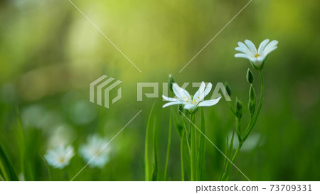 Greater stitchwort, greater starwort addersmeat Stellaria holostea Rabelera holostea canescens blossom bloom inflorescence white flower plant. herbaceous herba, flowering floodplain forest wood meadow Greater stitchwort, greater starwort addersmeat Stellaria holostea Rabelera holostea canescens blossom bloom inflorescence white flower plant. herbaceous herba, flowering floodplain forest wood meadow 73709331