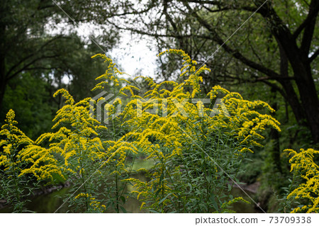 The wild flowers of Solidago canadensis or late goldenrod. Selective focus. State flower of the U.S. states of Kentucky and Nebraska The wild flowers of Solidago canadensis or late goldenrod. Selective focus. State flower of the U.S. states of Kentucky and Nebraska 73709338