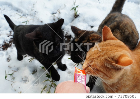 與父母失散的流浪貓小貓舉起一隻手，同時第一次在雪中凍結，忍受寒冷並乞求大米 73709503