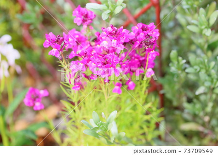 Hemekinsyyo花 Hemekinsyyo花 73709549