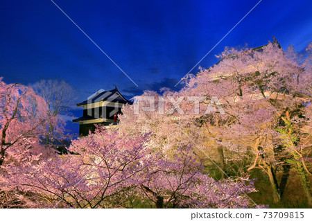 Cherry blossoms at Ueda castle at night Cherry blossoms at Ueda castle at night 73709815