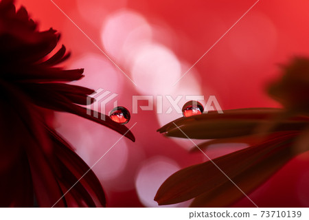 Drop gerbera Drop gerbera 73710139