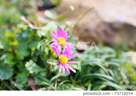 Daisy's flower Daisy's flower 73710254