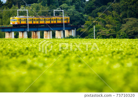 Sangi Railway and buckwheat field 73710320
