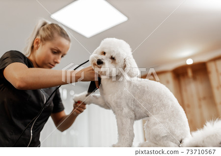cropped shot of a young blonde pet beautician and white purebred bichon. Grooming of white dog. 73710567