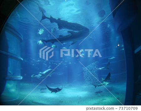 世界上最大的水族館海遊館 73710709