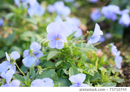 中提琴花 73710745