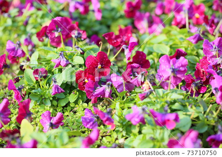 中提琴花 73710750