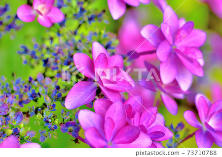 Hydrangea in full bloom Hydrangea in full bloom 73710788