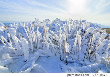 Rime on Mt. Kishima, Aso City, Kumamoto Prefecture Rime on Mt. Kishima, Aso City, Kumamoto Prefecture 73710875