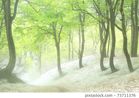 鍋倉高原山毛櫸森林中的新鮮綠色和霧 鍋倉高原山毛櫸森林中的新鮮綠色和霧 73711376