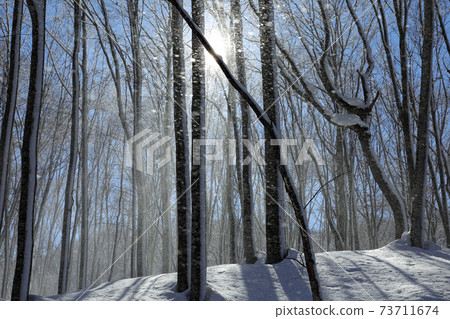 Wind mischief-healing forest, Tadami Town, Fukushima Prefecture, where snow dances in the beech forest in the midwinter that shines in the blue sky Wind mischief-healing forest, Tadami Town, Fukushima Prefecture, where snow dances in the beech forest in the midwinter that shines in the blue sky 73711674