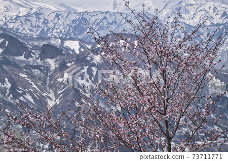Cherry blossoms in Oguni Town, Yamagata 73711771