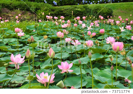 矢吹町大池公園古蓮花 73711774