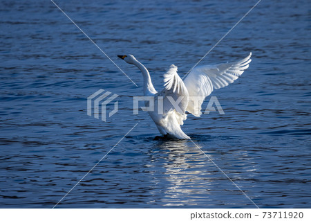 Swan in Lake Inawashiro Swan in Lake Inawashiro 73711920