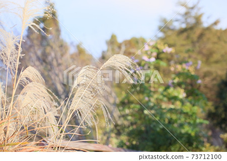 Refreshing Japanese pampas grass ears Refreshing Japanese pampas grass ears 73712100