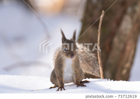 Japanese squirrel 02 that appeared in the snowy mountains of the Shikoku Mountains Japanese squirrel 02 that appeared in the snowy mountains of the Shikoku Mountains 73712619
