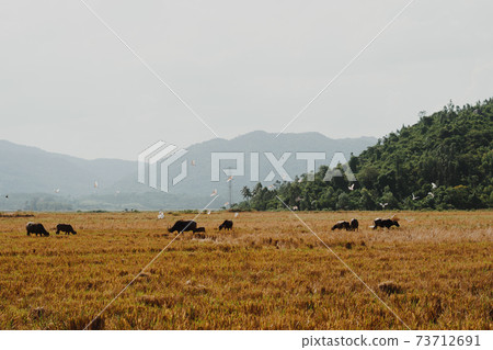 Water Buffalo Standing graze yellow grass field meadow sun, forested mountains background, clear sky. Landscape scenery, beauty of nature animals concept late summer early autumn day 73712691