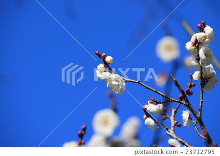 White plum blossoms that shine in the blue sky at the Expo '70 Commemorative Park, Osaka Prefecture White plum blossoms that shine in the blue sky at the Expo '70 Commemorative Park, Osaka Prefecture 73712795