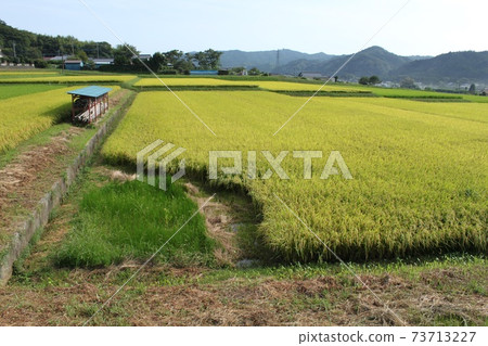 Rice fields colored in yellow 73713227