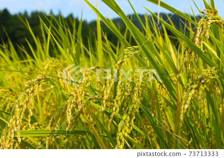 Rice field before harvesting Rice field before harvesting 73713333