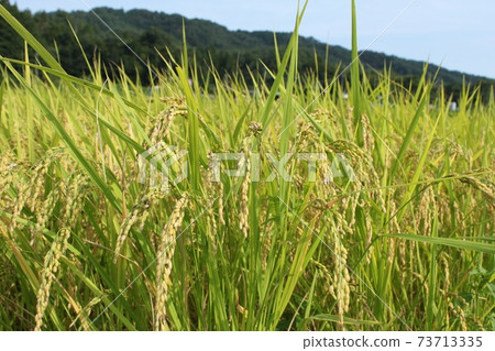 Rice field before harvesting Rice field before harvesting 73713335