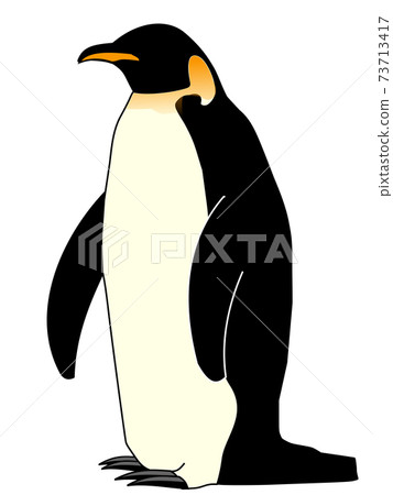 Animal penguins 73713417