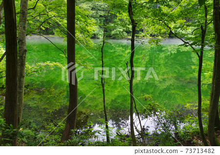 雨後的琉球寶池塘有鮮綠色 雨後的琉球寶池塘有鮮綠色 73713482