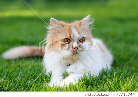 The cute Persian cat is sitting on a green grass field, selective focus shallow depth of field The cute Persian cat is sitting on a green grass field, selective focus shallow depth of field 73713744