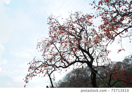 Naejangsa Temple, Baekyangsa Temple, Ssangeru, Baekaksan, Maple leaves 73713818
