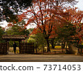 Autumn leaves autumn leaves 73714053