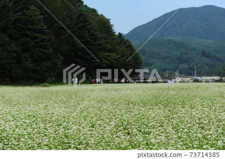 李孝錫的出生地平昌郡鳳平面蕎麥花節 李孝錫的出生地平昌郡鳳平面蕎麥花節 73714385