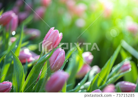 Beautiful bouquet of tulips. colorful tulips. nature background 73715285