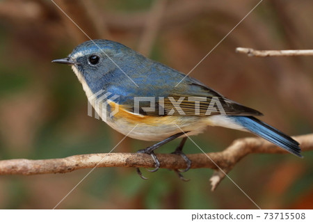 一隻雄性紅腹藍尾魚依偎在一棵樹上“快樂藍鳥” 73715508