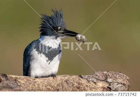 Belted Kingfisher Portrait  73715742