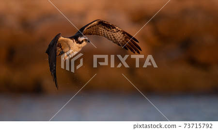 Osprey Fishing in Florida Osprey Fishing in Florida 73715792