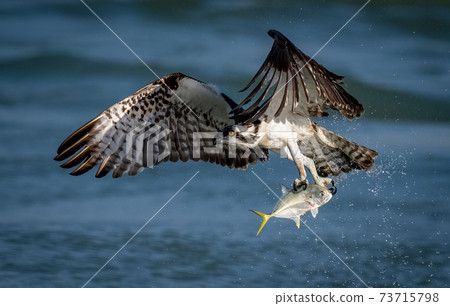 Osprey Fishing in Florida  73715798