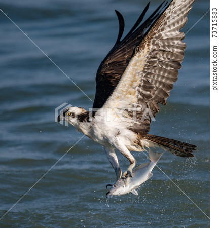 Osprey Fishing in Florida Osprey Fishing in Florida 73715883