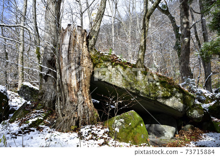 奧入瀨峽谷的石垣遭受第一場雪 73715884