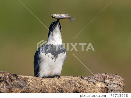 Belted Kingfisher Portrait Belted Kingfisher Portrait 73715928